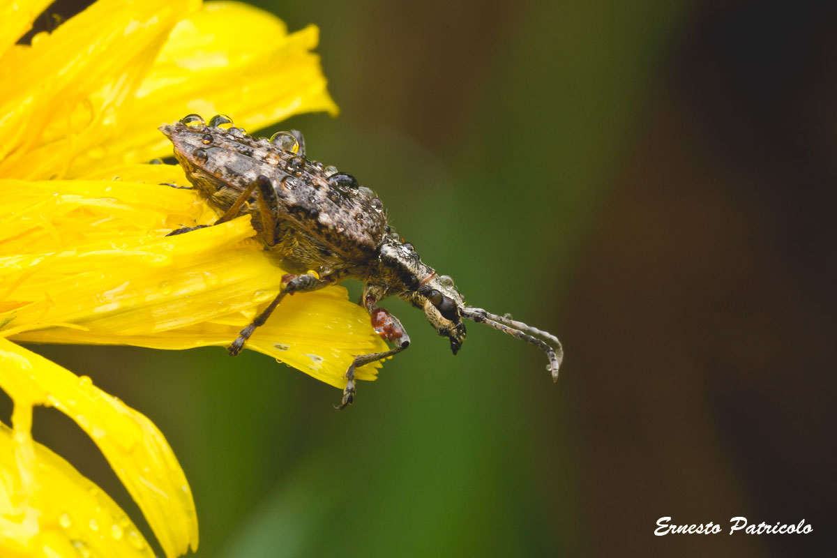 curculione da id. No, Rhagium inquisitor, Cerambycidae